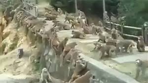 Массовая драка «банды» обезьян в Китае